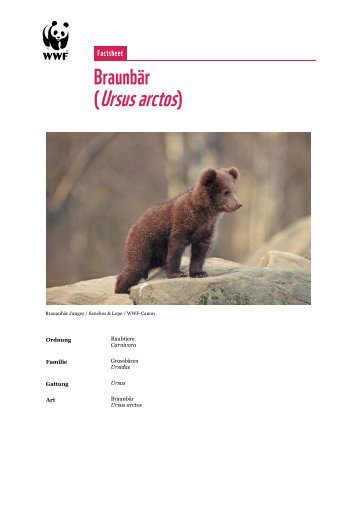 (Ursus arctos) - WWF Schweiz