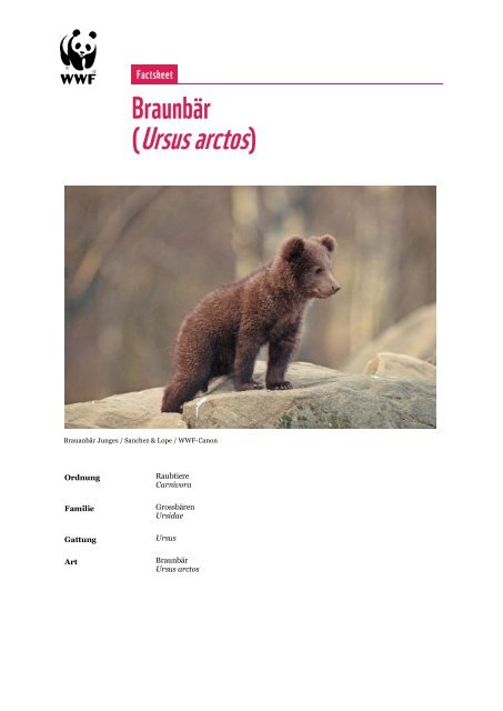 (Ursus arctos) - WWF Schweiz