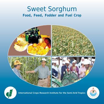 Sweet Sorghum - icrisat