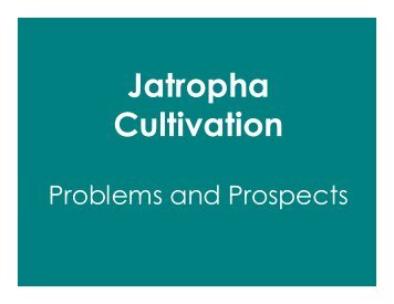 Jatropha - Cultivation, prospects & challenges - icrisat