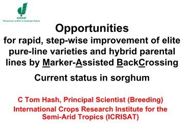 Molecular breeding in sorghum - Icrisat