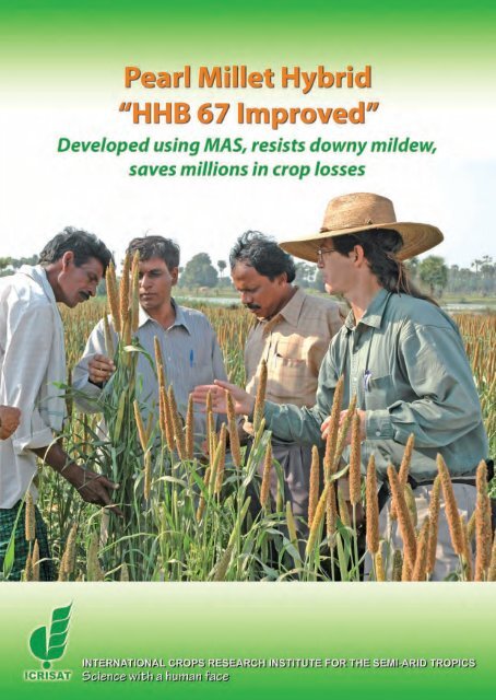 Pearl Millet Hybrid âHHB 67 Improvedâ - Icrisat