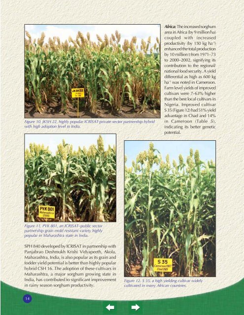 Sorghum - icrisat