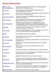 Glossar Photosynthese - der HWS Albstadt