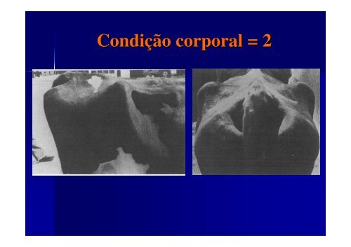 O sistema de escore de condiÃ§Ã£o corporal em vacas leiteiras