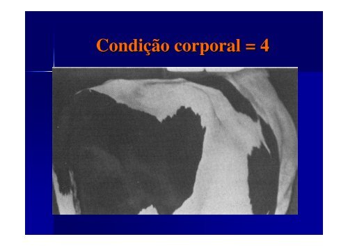 O sistema de escore de condiÃ§Ã£o corporal em vacas leiteiras