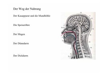 Der Weg der Nahrung