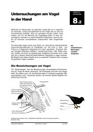 Untersuchungen am Vogel in der Hand 8-2