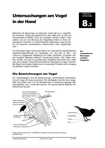 Untersuchungen am Vogel in der Hand 8-2