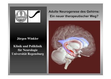 Adulte Neurogenese des Gehirns - IFZN