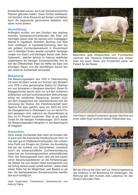 Geschichte der Schweinezucht in Oberbayern bis 2013