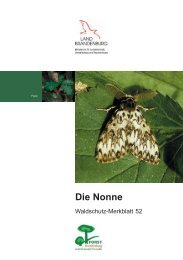 Die Nonne / Waldschutz-Merkblatt 52 - Landesbetrieb Forst ...