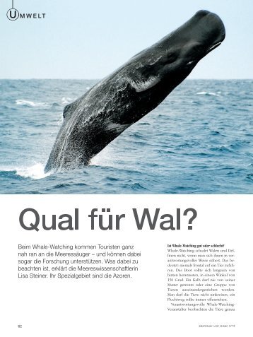 Beim Whale-Watching kommen Touristen ganz nah ran an die ...