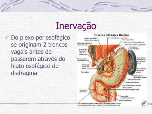 Videocirurgia EsÃ´fago-GÃ¡strica. - IJP