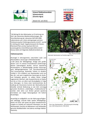 Maßnahmenblatt Schwarzstorch - Staatliche Vogelschutzwarte für ...
