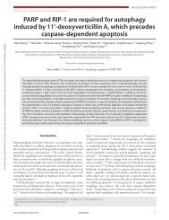 PARP and RIP-1 are required for autophagy induced by 11 ...