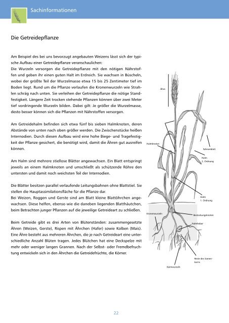 Getreidepflanzen - information.medien.agrar eV