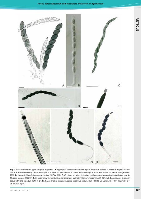 AR TICLE Ascus apical apparatus and ascospore ... - IMA Fungus