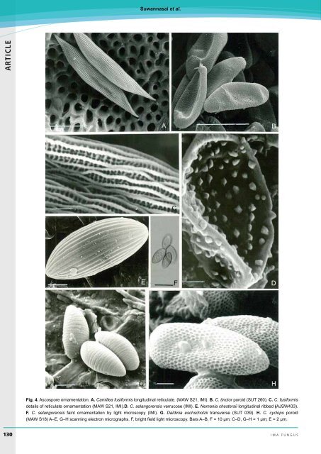 AR TICLE Ascus apical apparatus and ascospore ... - IMA Fungus