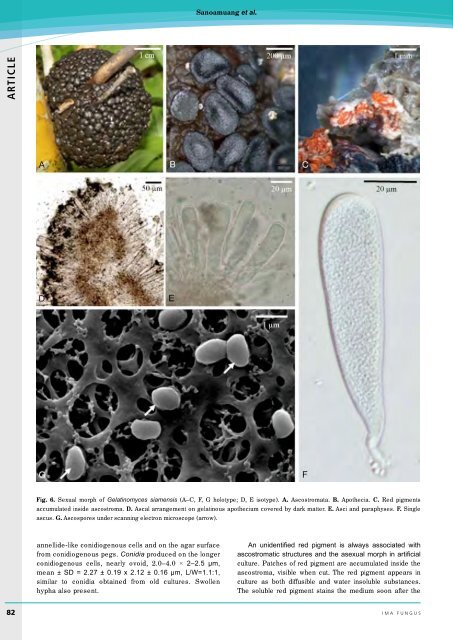 Complete issue - IMA Fungus