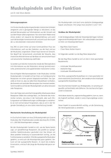 Muskelspindeln und ihre Funktion - BGB Schweiz