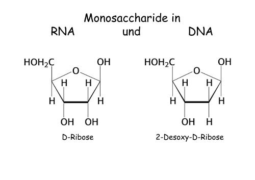 Kohlenhydrate