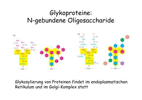 Kohlenhydrate