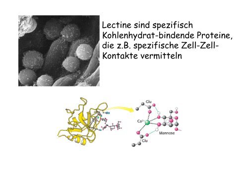 Kohlenhydrate