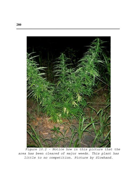 Cannabis Grow Bible.pdf - the DMT-Nexus