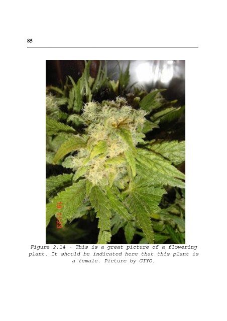 Cannabis Grow Bible.pdf - the DMT-Nexus