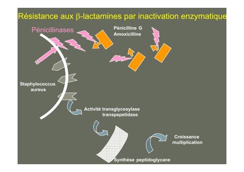 Principales Ã-lactamines : PÃ©nicillines G, A, M ... - Infectiologie