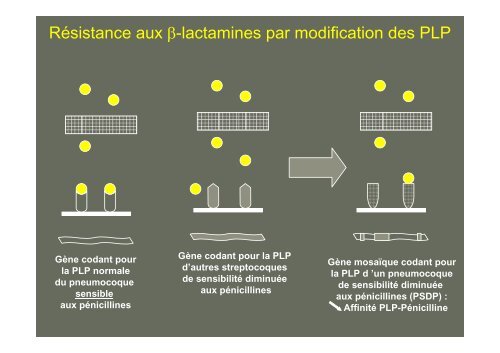 Principales Ã-lactamines : PÃ©nicillines G, A, M ... - Infectiologie