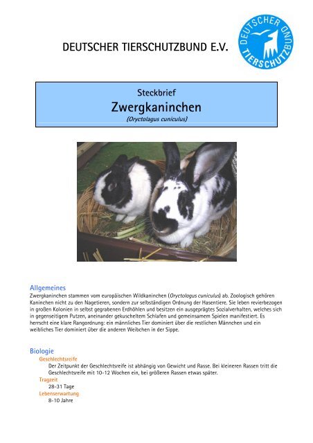 Steckbrief Zwergkaninchen Deutscher Tierschutzbund