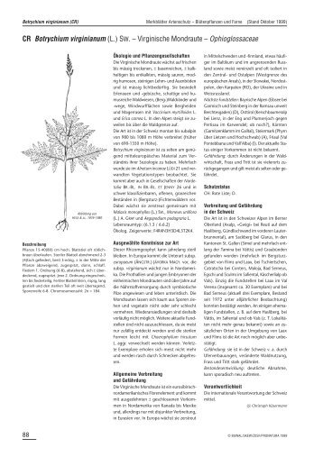 CR Botrychium virginianum (L.) SW. – Virginische ... - Info Flora
