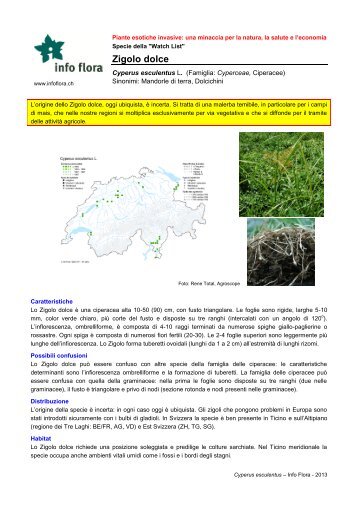 Zigolo dolce - Info Flora