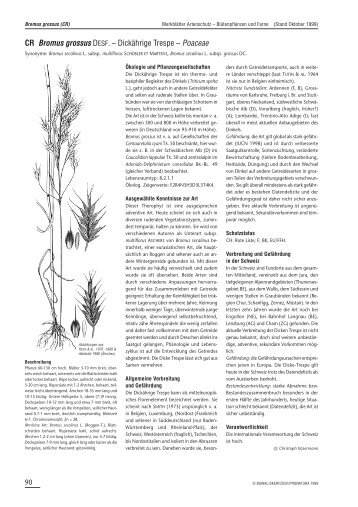 Bromus grossus DC. - Info Flora