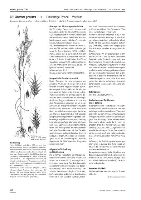 Bromus grossus DC. - Info Flora