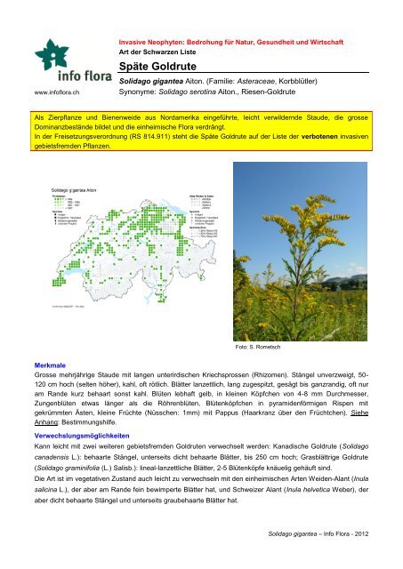 Riesen-Goldrute - Info Flora