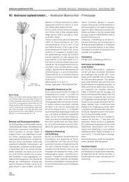 VU Androsace septentrionalis L. â Nordischer ... - Info Flora