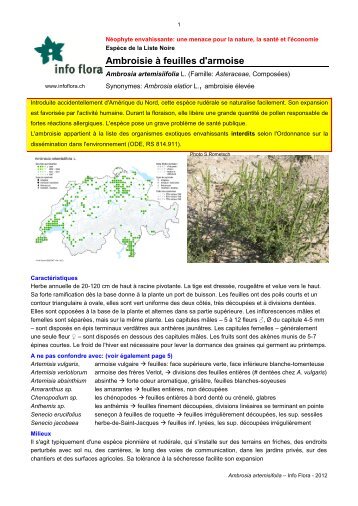 Ambroisie Ã  feuilles d'armoise - Info Flora