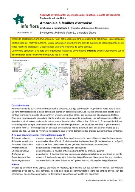 Ambroisie Ã  feuilles d'armoise - Info Flora