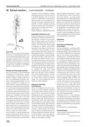 EN Teucrium scordium L. â Lauch-Gamander â Lamiaceae - Info Flora