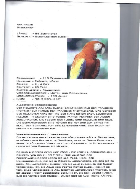 Papagei mit - infopendula