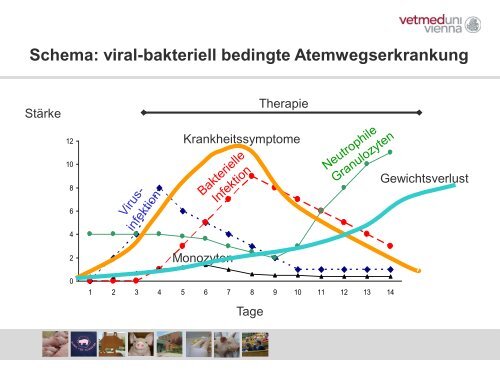 Schweinefachtag 2014 Vortrag Dr. Hennig-Pauka Vetmed