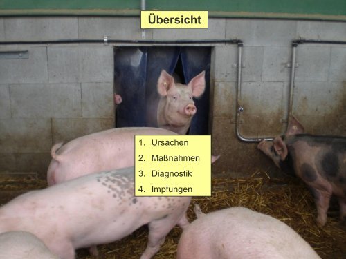 Schweinefachtag 2014 Vortrag Dr. Hennig-Pauka Vetmed