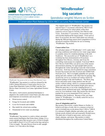 Big Sacaton Sporobolus wrightii Release Brochure - Plant Materials ...