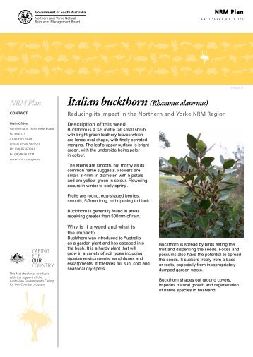 NRM Plan Italian buckthorn (Rhamnus alaternus) - Northern and ...