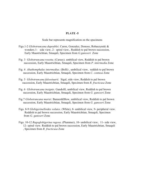 biostratigraphy and paleoecology of cretaceous/tertiary boundary in ...