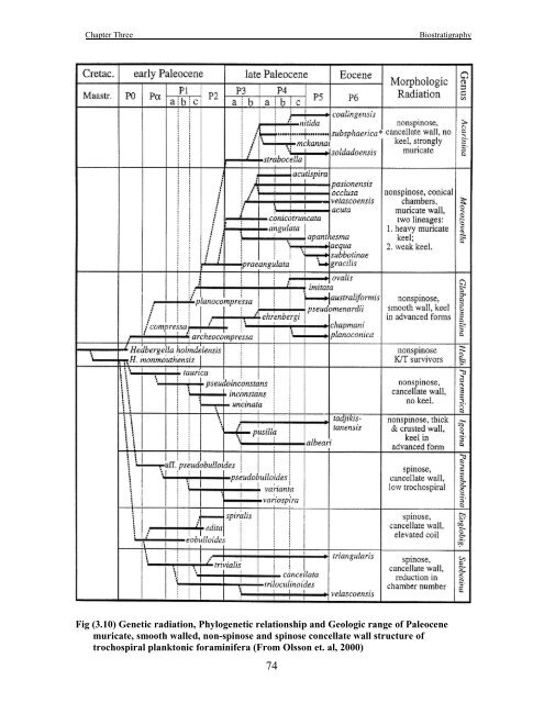 biostratigraphy and paleoecology of cretaceous/tertiary boundary in ...