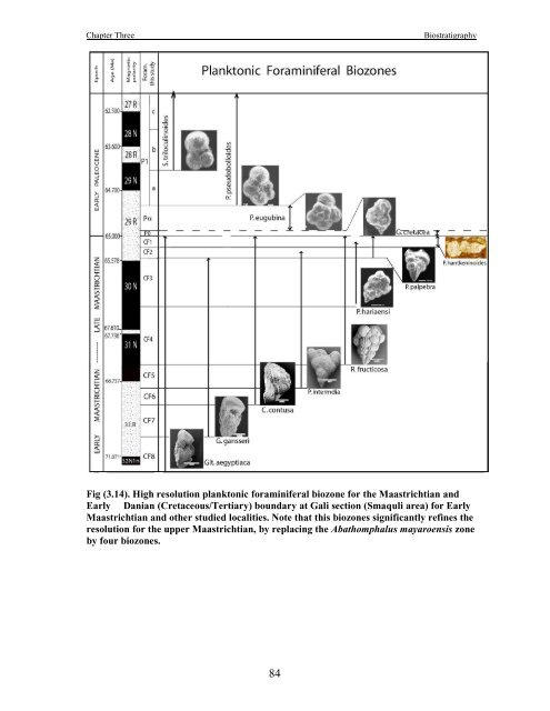 biostratigraphy and paleoecology of cretaceous/tertiary boundary in ...